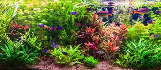 Plante aquarium