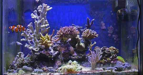 Quelle est la taille idéale pour un aquarium?
