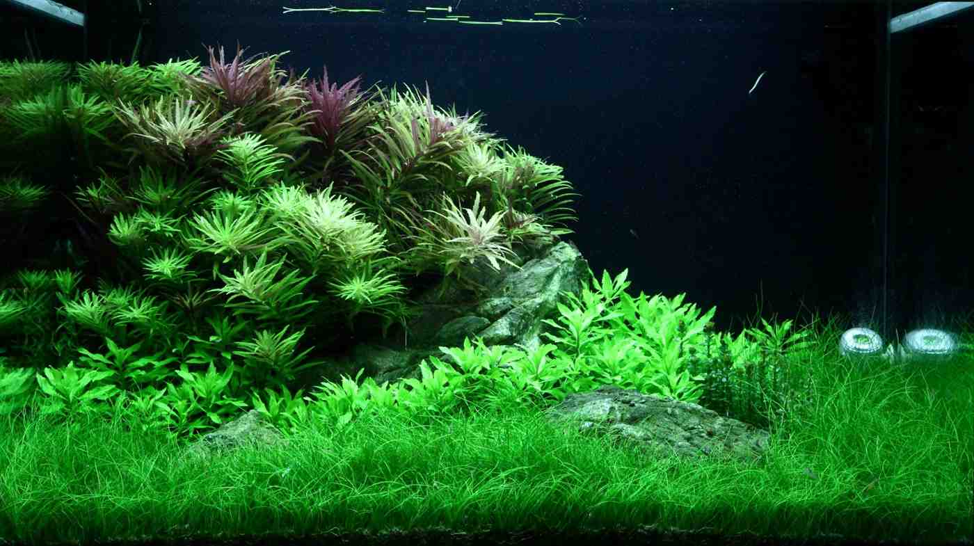 Quelle plante herbacée d'aquarium?