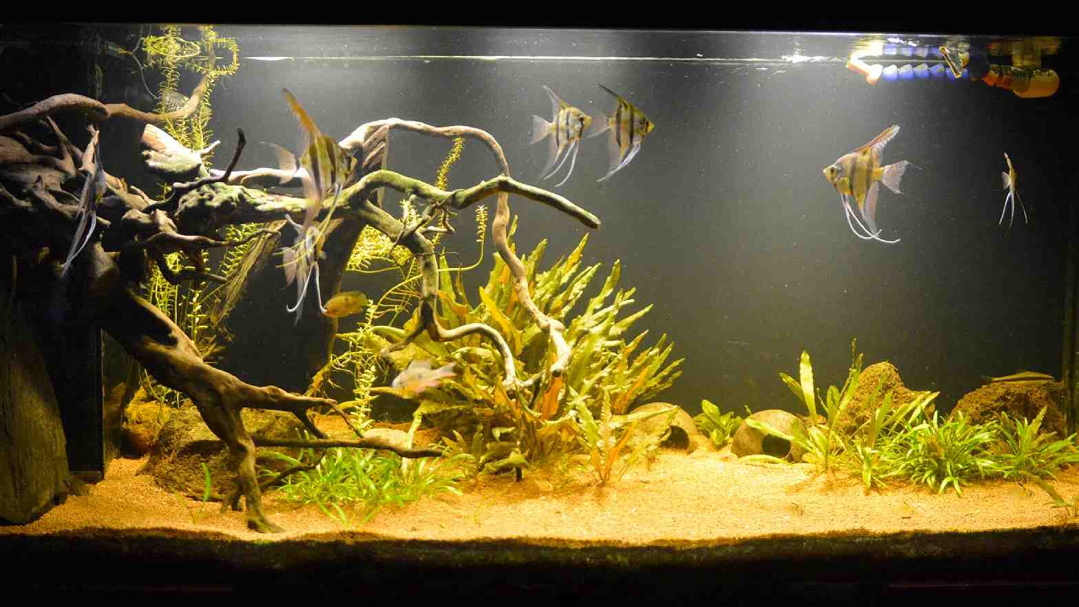 Quelles plantes pour un aquarium amazonien?