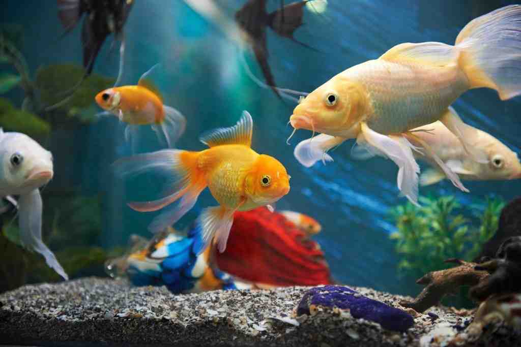 Quels poissons peuvent vivre ensemble en aquarium ?