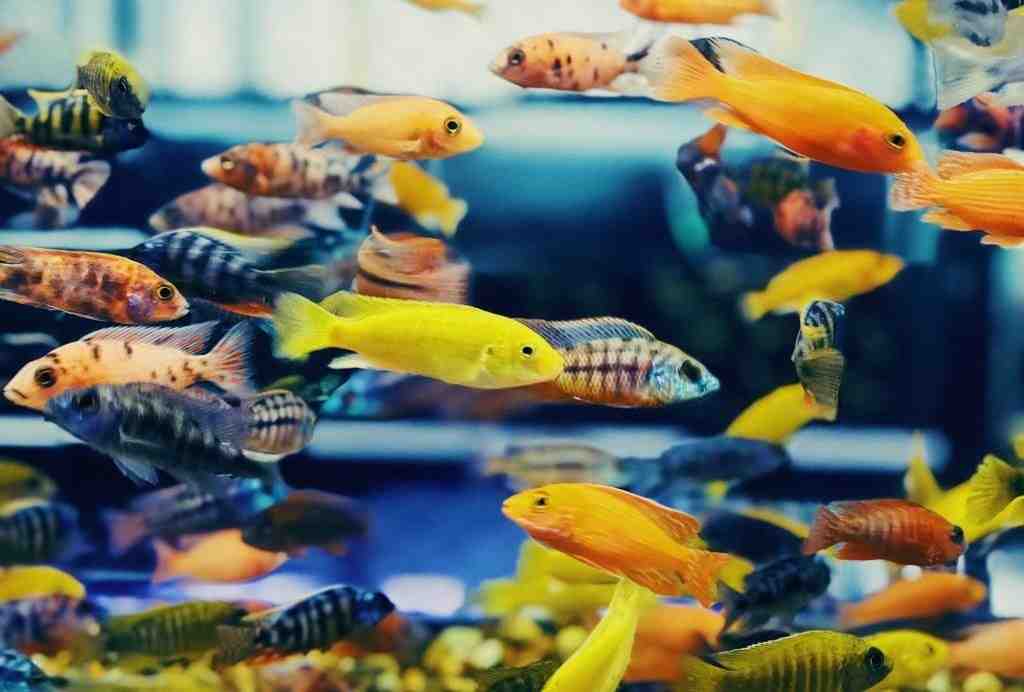 Quels poissons pour un aquarium de 20 litres ?