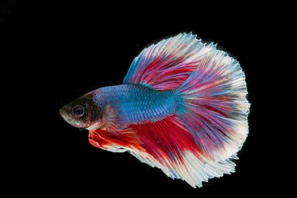 Quels sont les poissons les plus coriaces d'un aquarium?