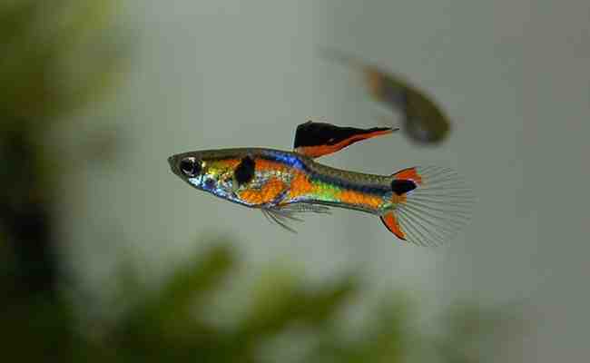 Quels sont les poissons les plus résistants dans un aquarium?
