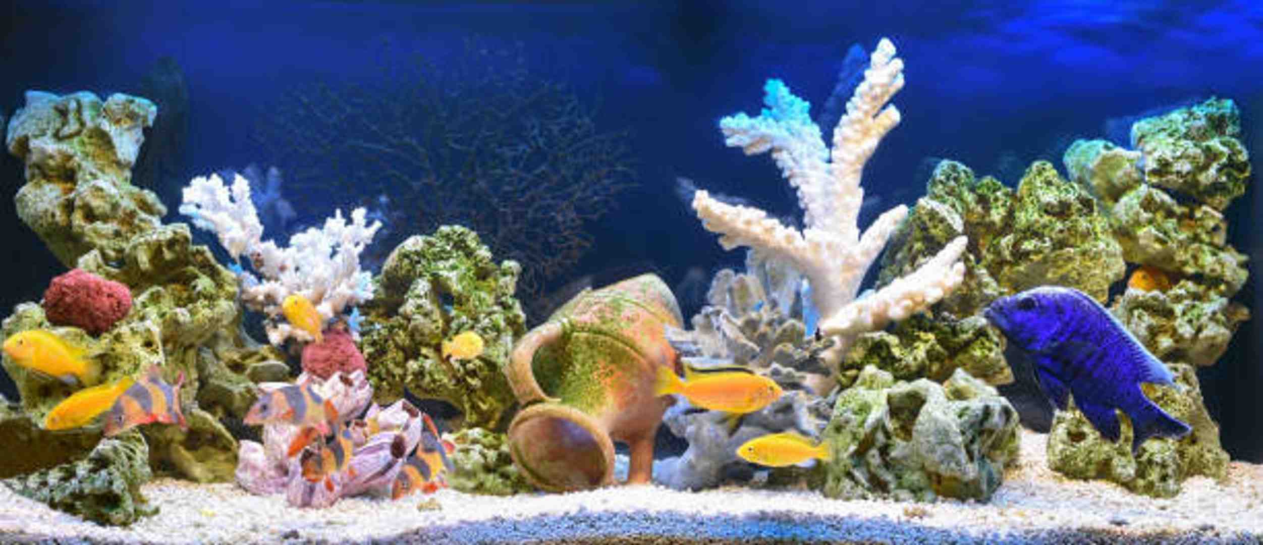 Comment décorer un aquarium?