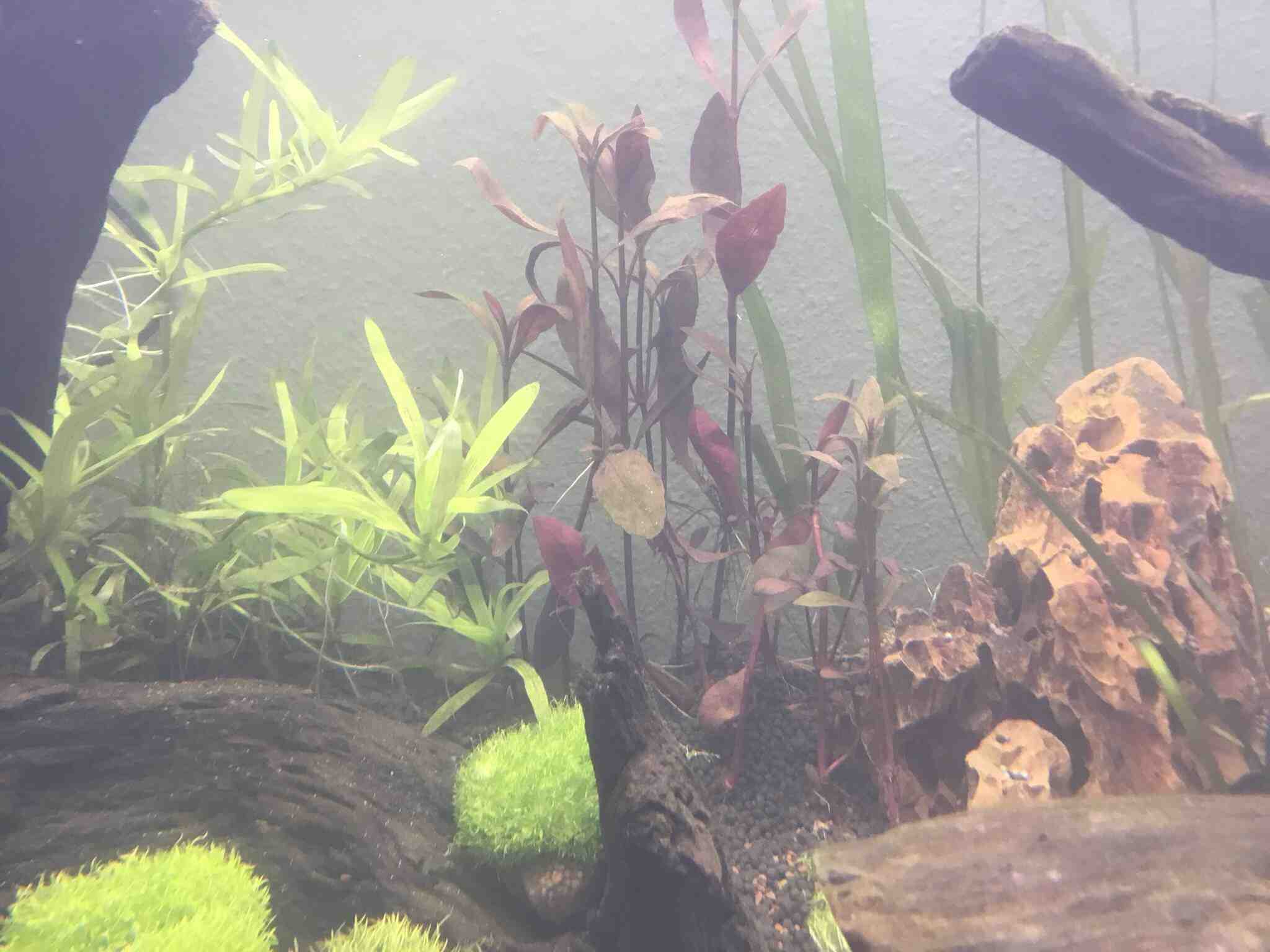 Comment faire pousser les plantes d'aquarium plus rapidement?