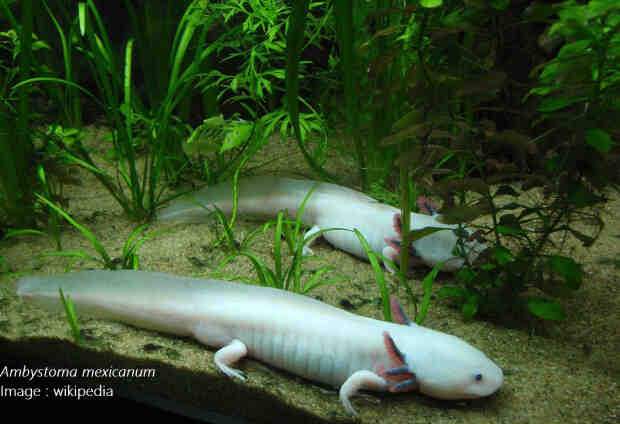 Comment transformer un axolotl en salamandre?