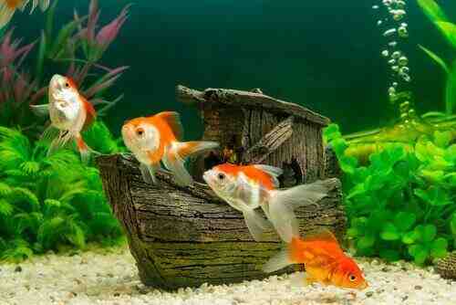 Comment transporter un aquarium avec des poissons ?