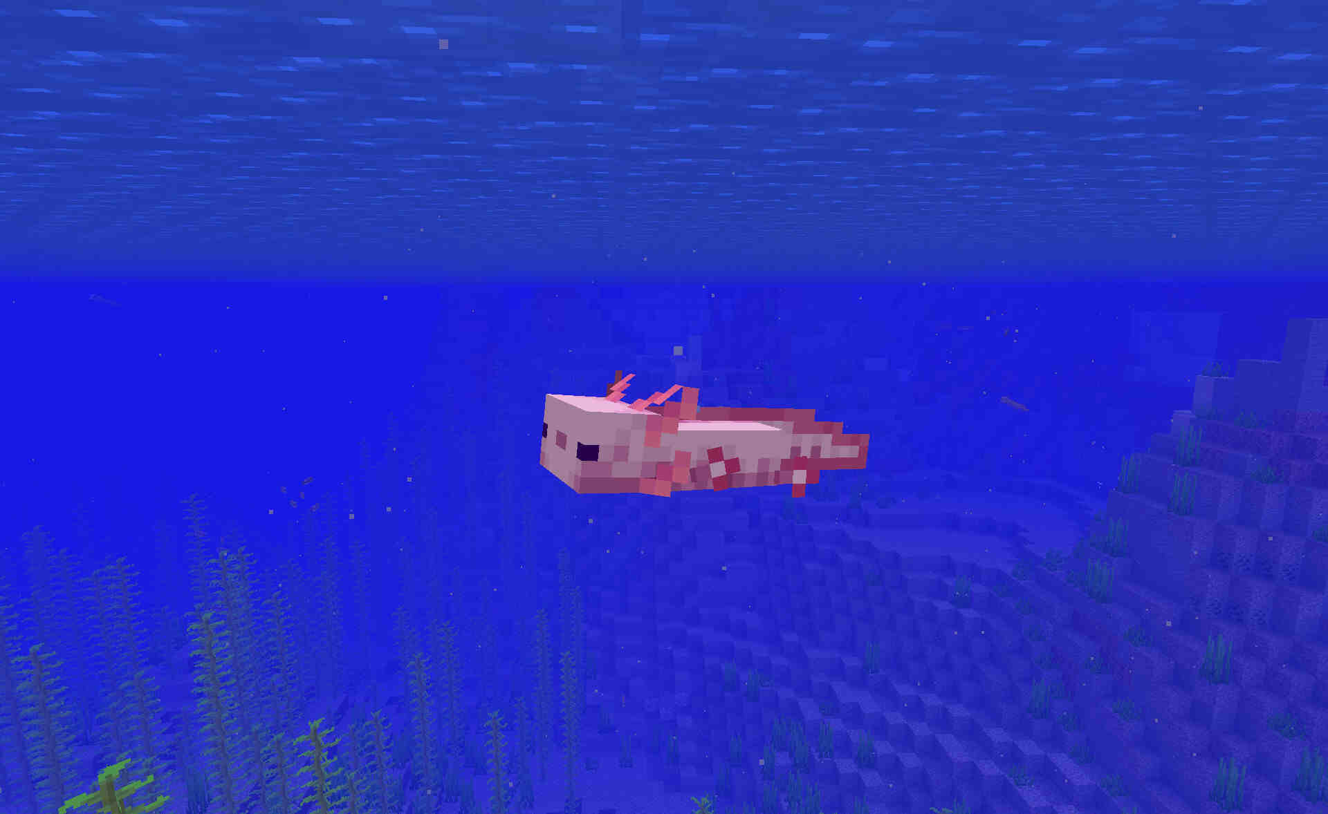 Comment transporter un axolotl ?