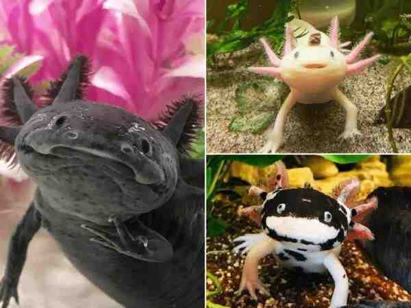 Pourquoi l'axolotl est en voie de disparition ?