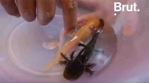 Quel aquarium pour un axolotl?