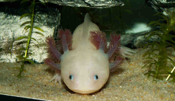 Quel aquarium pour un axolotl?