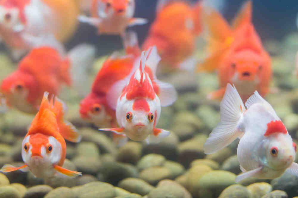 Quel poisson dans un aquarium de 10 litres ?