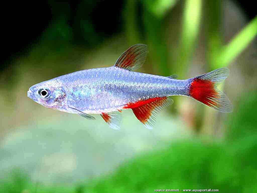 Quel poisson peut vivre avec un poisson rouge?