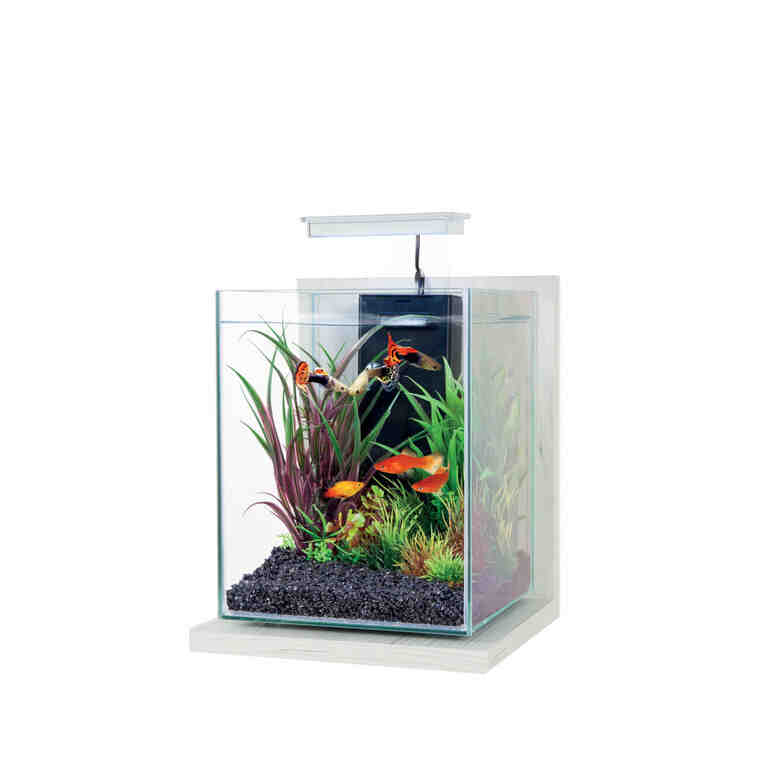 Quel poisson pour un aquarium de 50 litres?