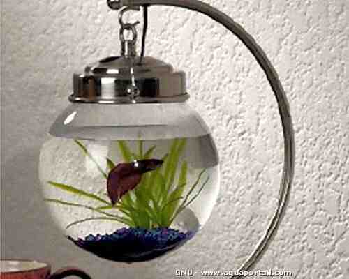 Quel sort de poisson pour petit aquarium ?
