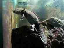Quelle est la durée de vie d'un axolotl?