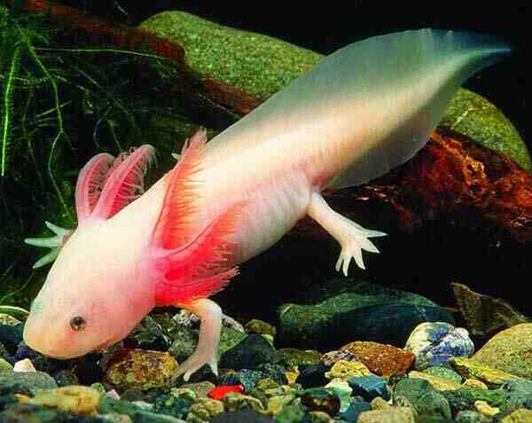 Quelle est la durée de vie d'un axolotl?