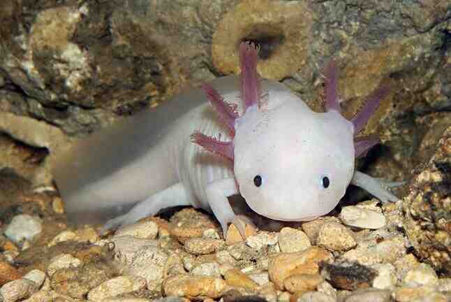 Quelle est la taille d'un axolotl ?