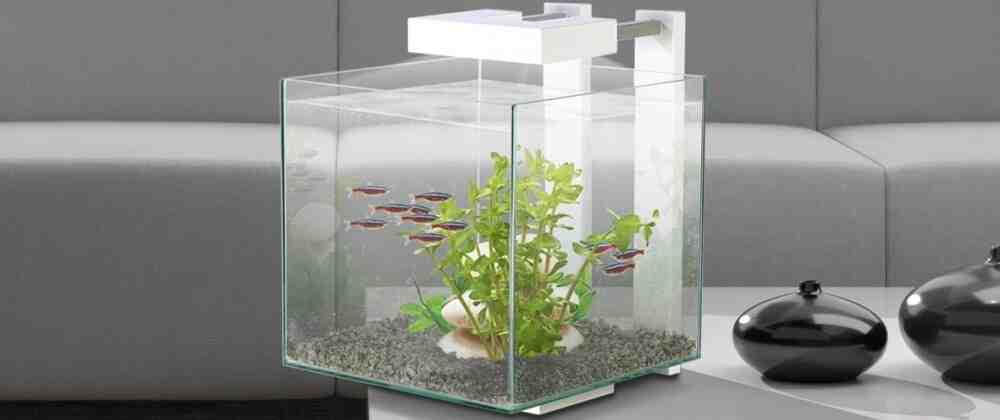 Quels types de poissons assembler dans un aquarium?