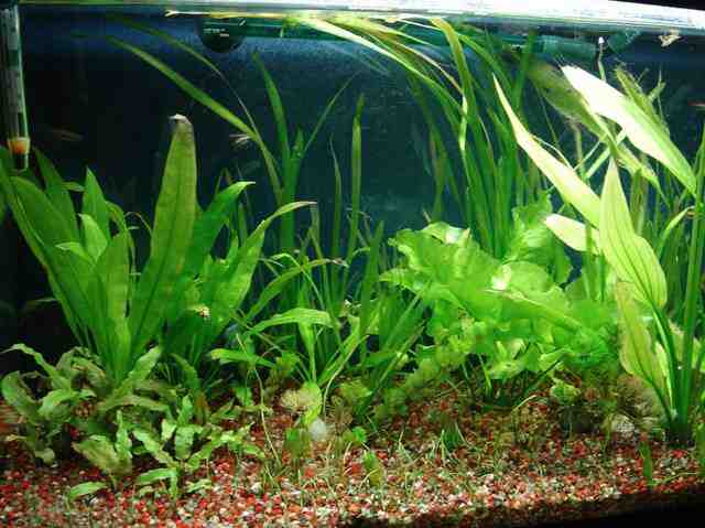 Comment accélérer la croissance des plantes d'aquarium?