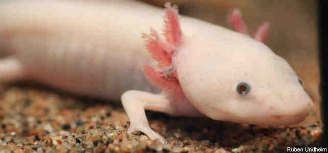 Comment charger axolotl?