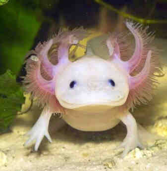 Comment convertir un axolotl en salamandre?