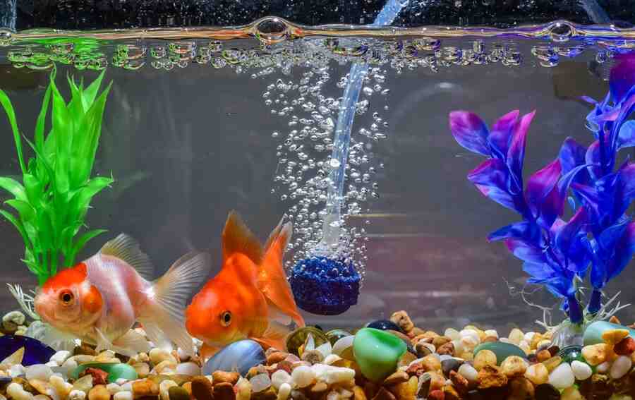 Comment faire de l'oxygène dans un aquarium ?