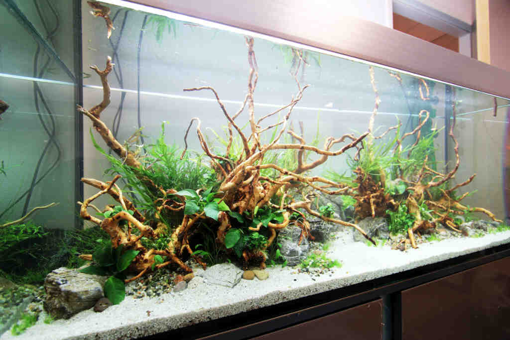 Comment planter dans un aquarium déjà en service ?