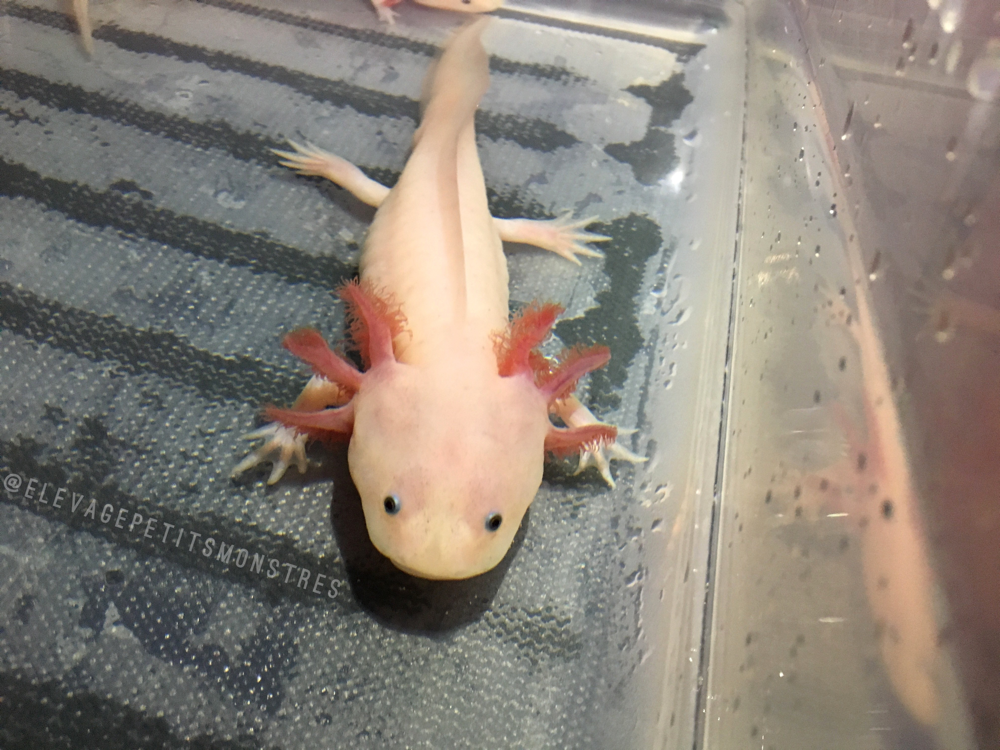 Comment prendre soin de l'axolotl?