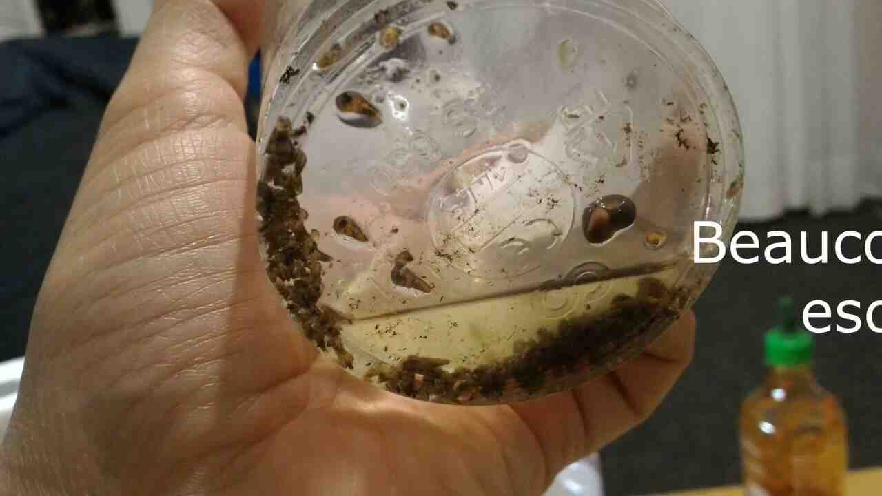 Comment retirer les escargots de l'aquarium?