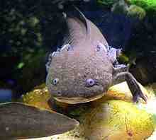 Comment se reproduisent les axolotl ?