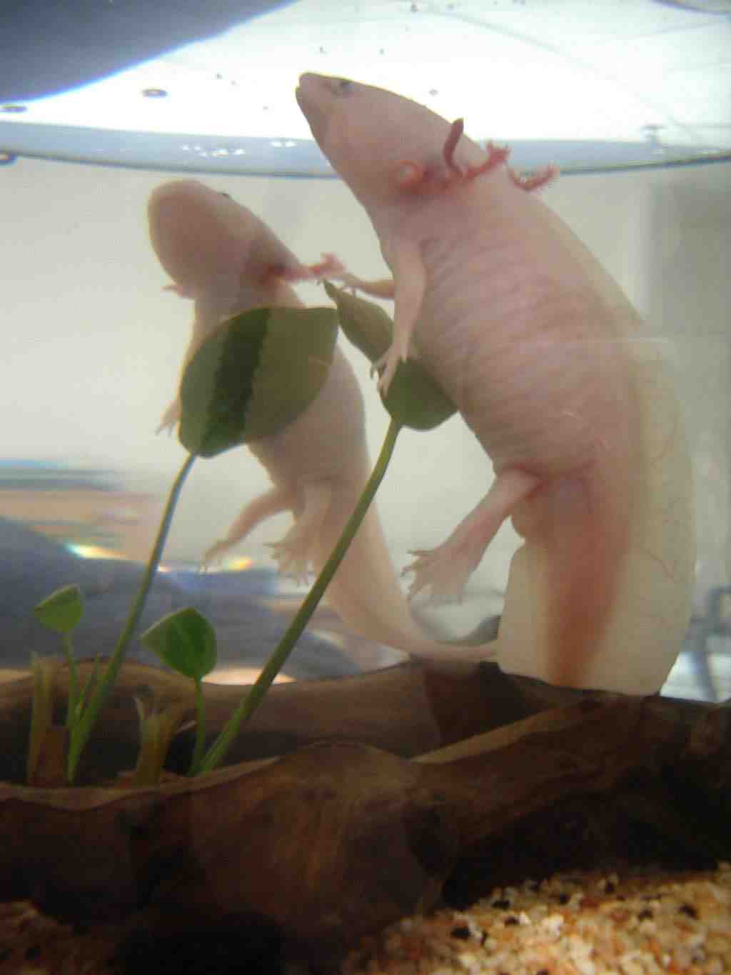 Pourquoi l'axolotl ne mange-t-il pas?