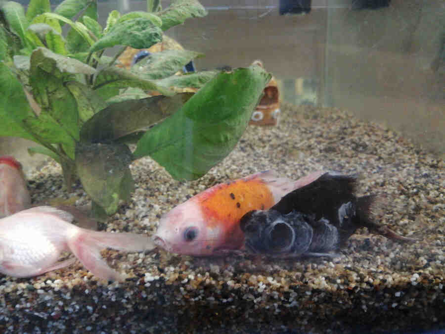 Pourquoi mes poissons Guppy meurent ?