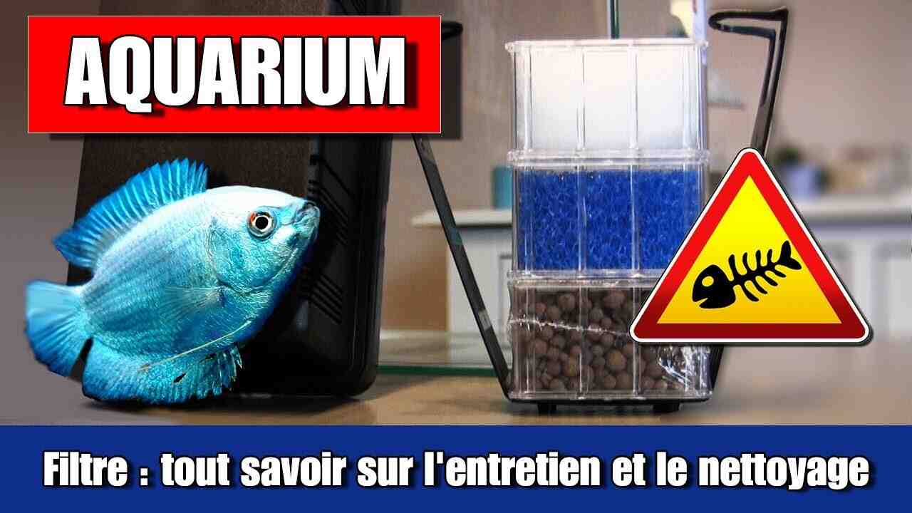 Pourquoi mettre une pompe à air dans un aquarium?