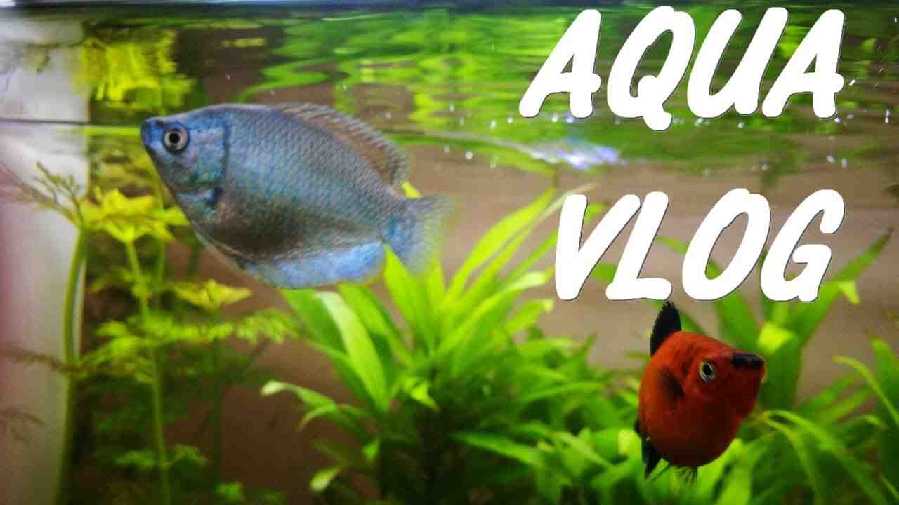 Quel poisson pour un aquarium de 25 litres?