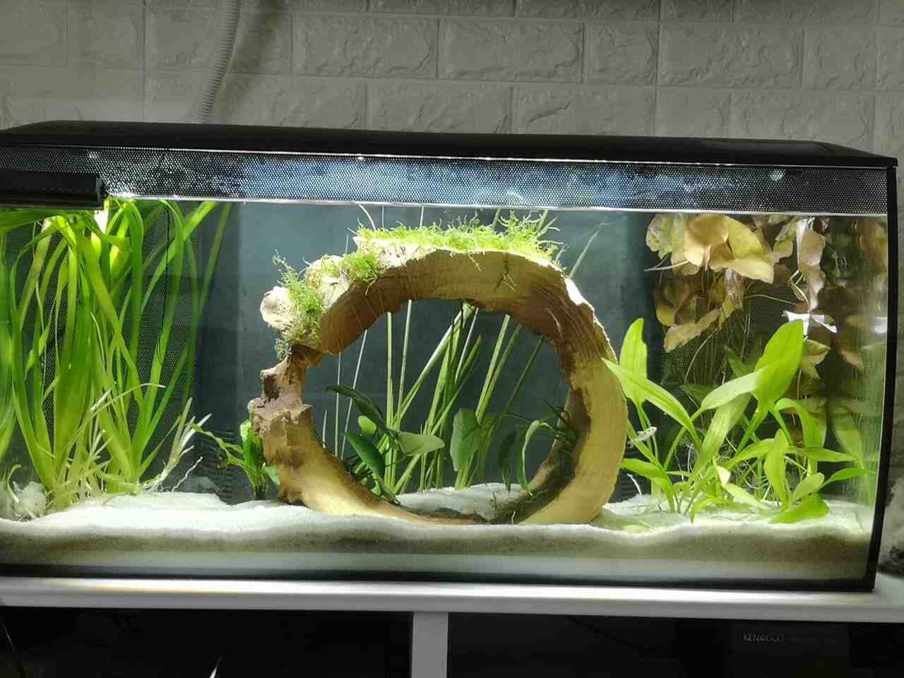 Quelles plantes pour axolotl ?
