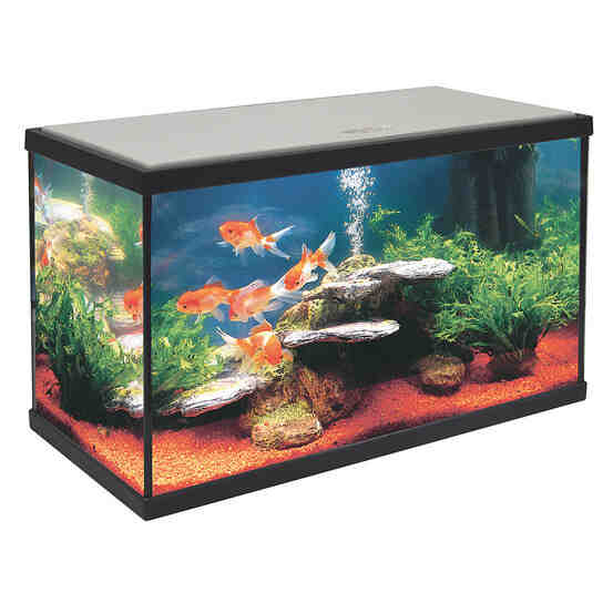 Quel poisson pour un aquarium de 50 litres?