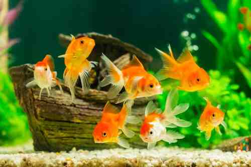Quel poisson pour un aquarium sans pompe?