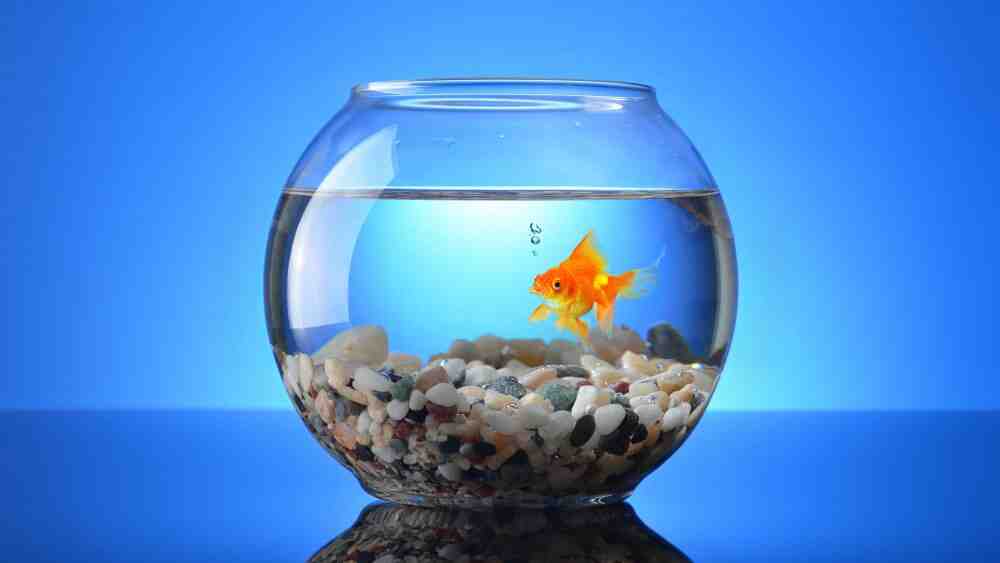 Quels poissons peuvent vivre ensemble dans un aquarium?